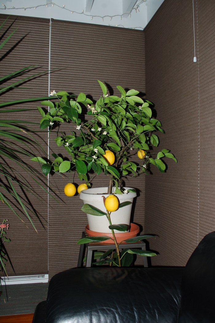 Winter Lemon 12-25-17 DSC_1480