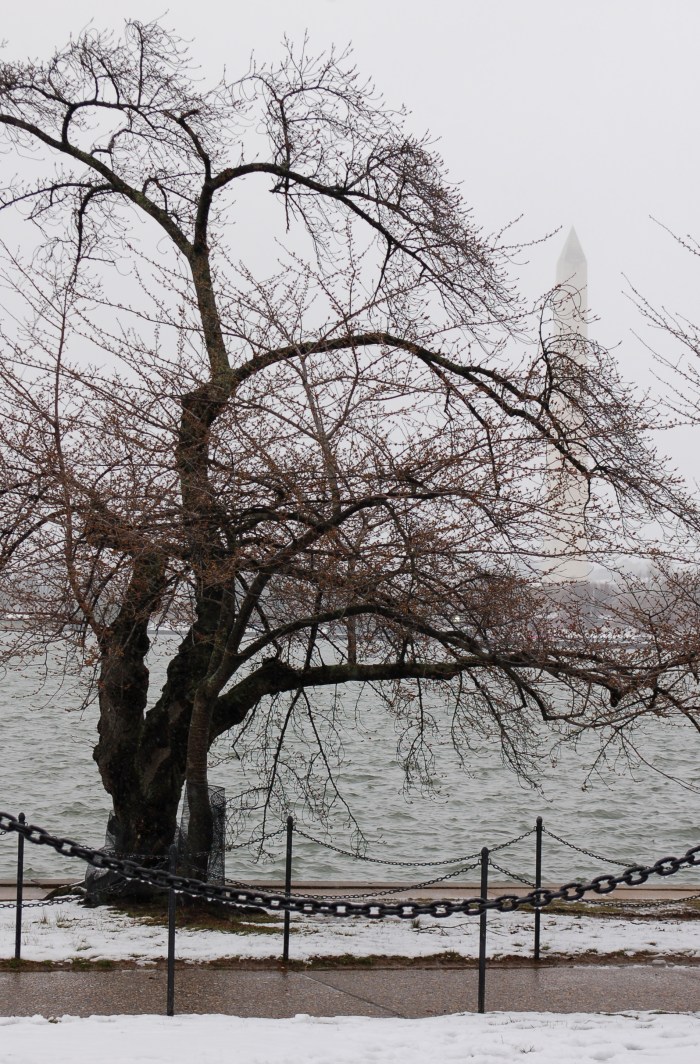 March 21, 2018 Tidal Basin DSC_1601
