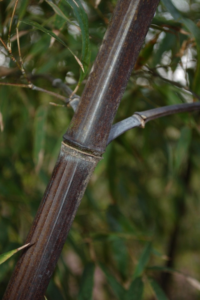 Miyazaki Black Bamboo DSC_1700