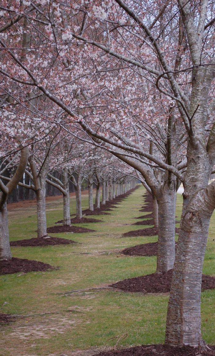 Miyazaki Cherry Blossom Tunnel DSC_1714