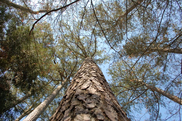 Miyazaki Pines DSC_1661