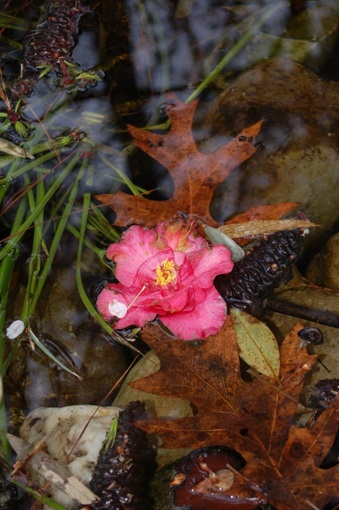 Miyazaki Pond Collage DSC_1728
