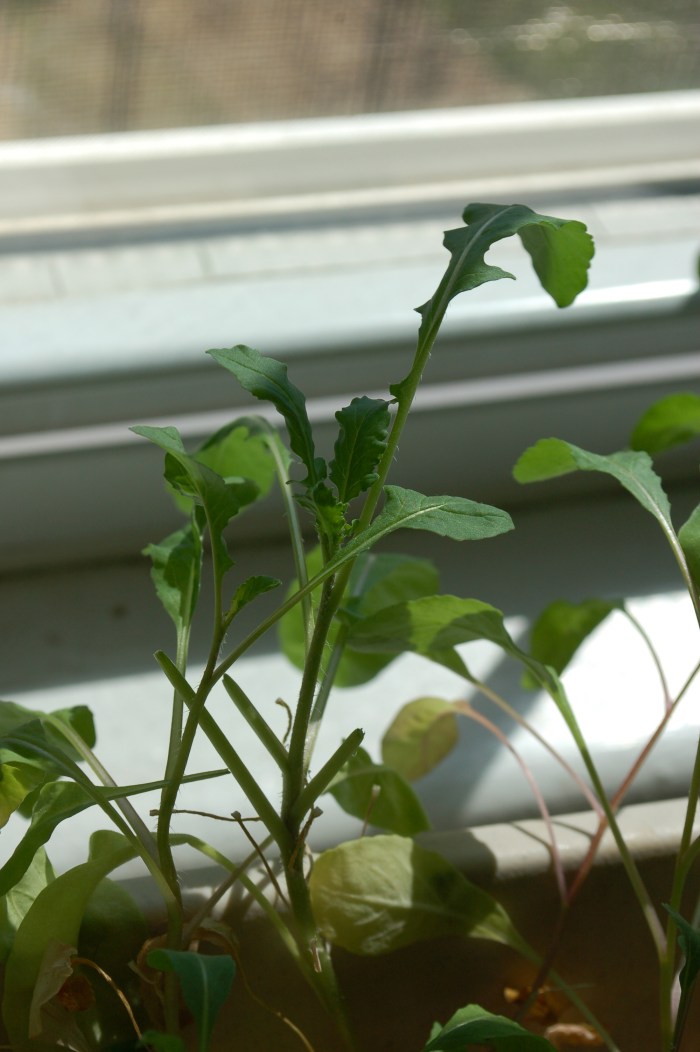 Ragtag Arugula Window Box 4-8-18 DSC_1770