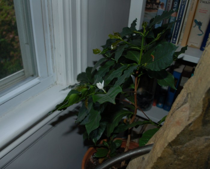 New Coffee Tree Bloom 5-18-18 DSC_1696