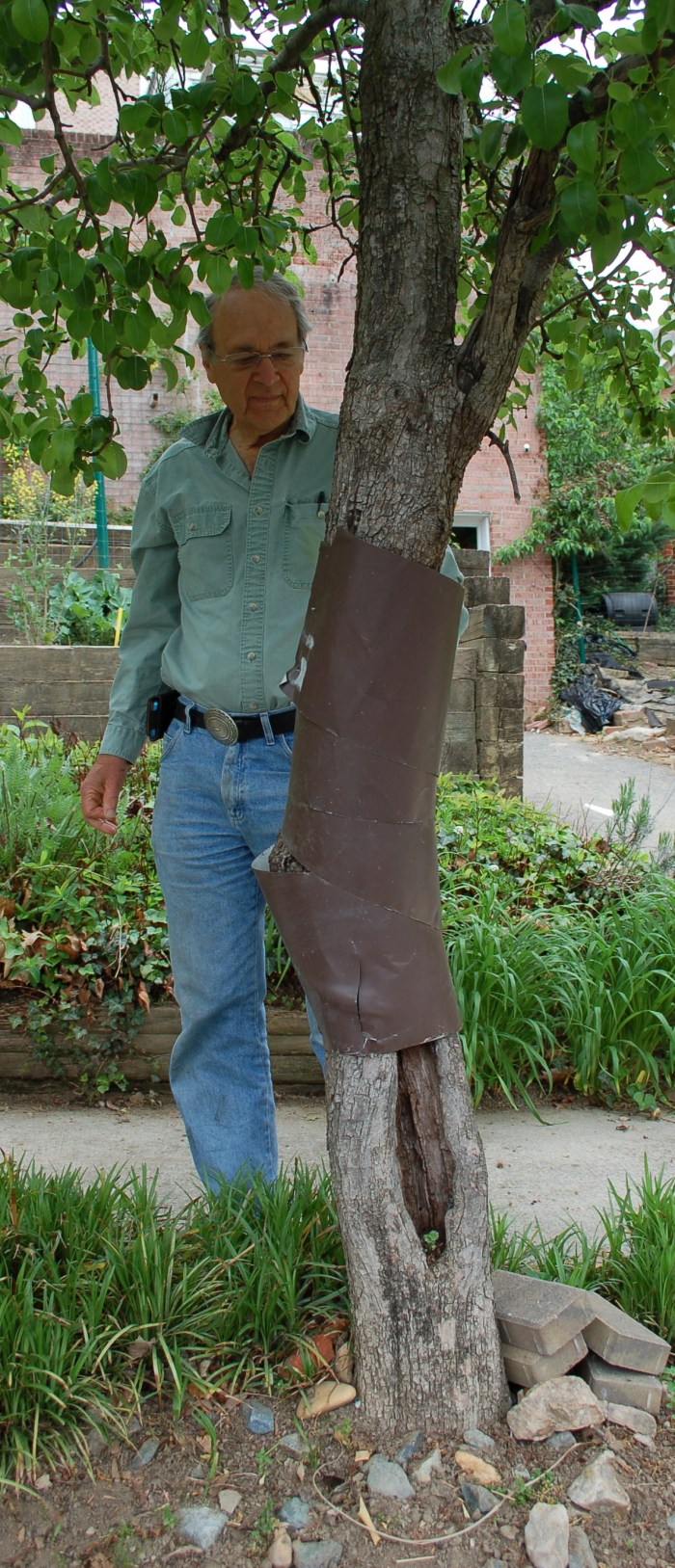 Tillotson with apricot tree wrap 5-5-18 DSC_1642