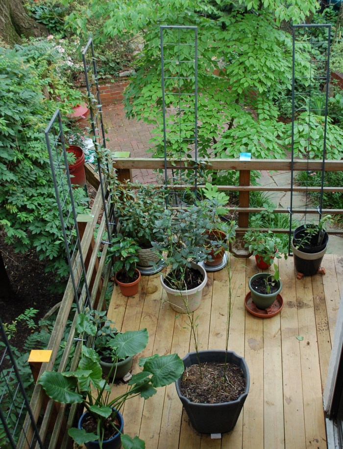 Trellis deck wide 6-7-18 DSC_1690 2