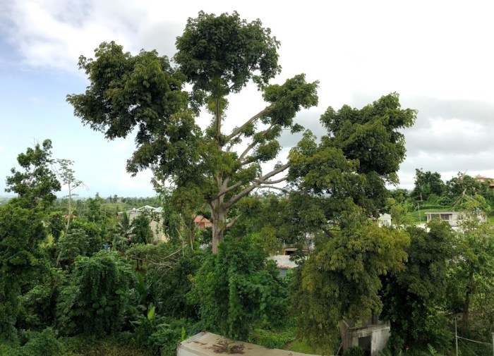 Puerto Rico Moca Ceiba August 4th 2018