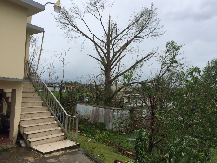 Puerto Rico Moca Ceiba Sept 21st 2017