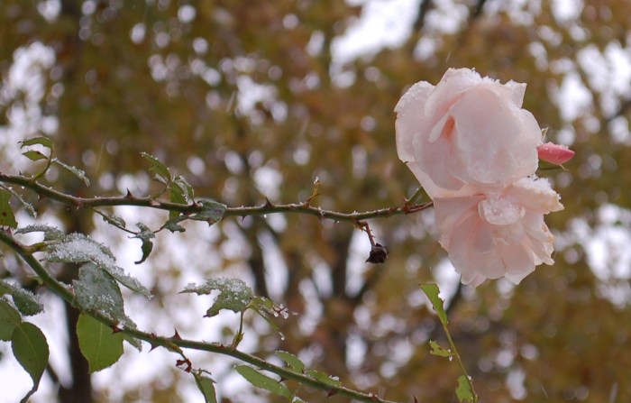 New Dawn Snowfall Nov. 15, 2018 DSC_0178 copy