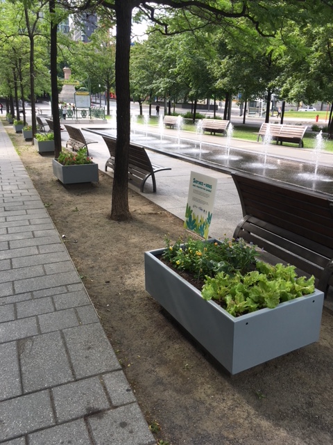 Montreal Plaza Garden July 2019 IMG_5481