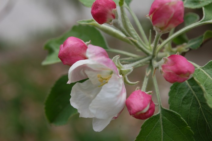 Granny Smith 4-5-20 DSC_0483